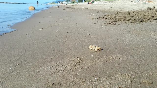 海なし県の埼玉に住んでいます。都心部の葬儀社でも海洋散骨に対応しているのでしょうか？