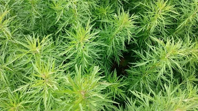 故人が大麻を持っていたら誰か逮捕されますか？